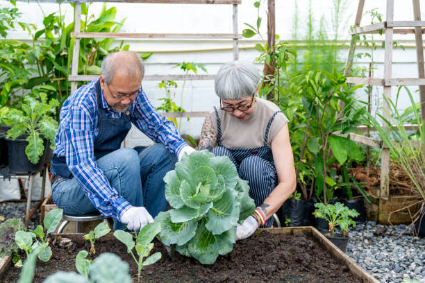 istock Home grown produce. Elderly couple using gardening tools for caring and tending for organic vegetable plants at backyard. 1415024932