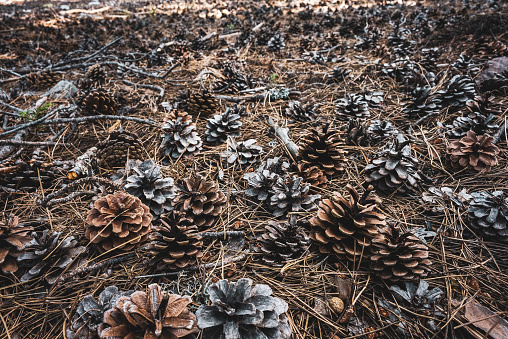 Ground, needle and pine cone background