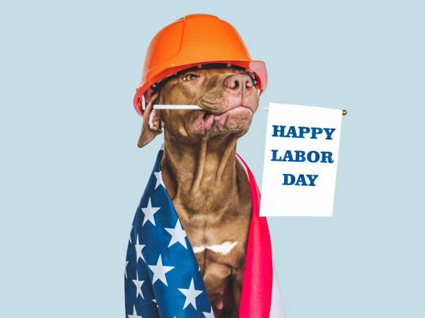Lovable, pretty brown puppy and American flag