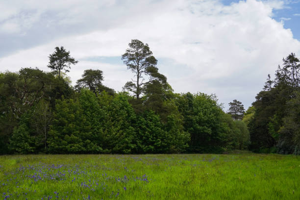 istock Bridgend Woods on the Isle of Islay 1415026217