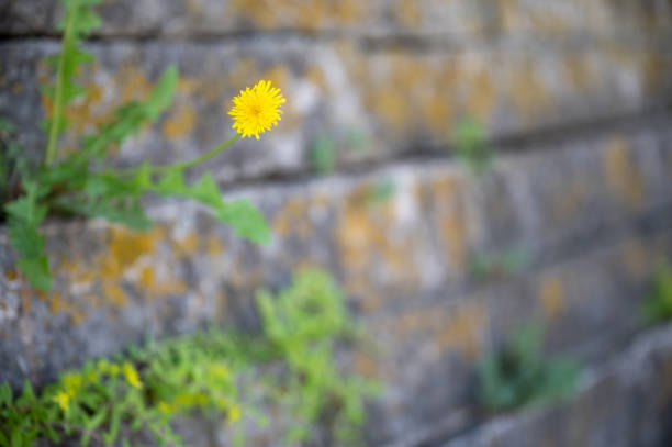 A row of bright yellow dandelions grows at the base of a plain concrete wall, creating a striking contrast between nature and urban texture. The fresh green leaves and wild composition convey resilience and the quiet beauty of spontaneous growth in unexpected places.