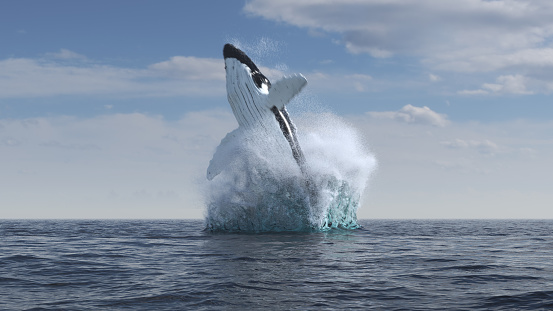 Humpback whale jumps out of the water 3d illustration
