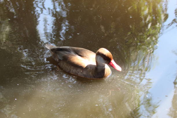 istock A ruddy duck at a nature reserve with a long red beak 1415027562