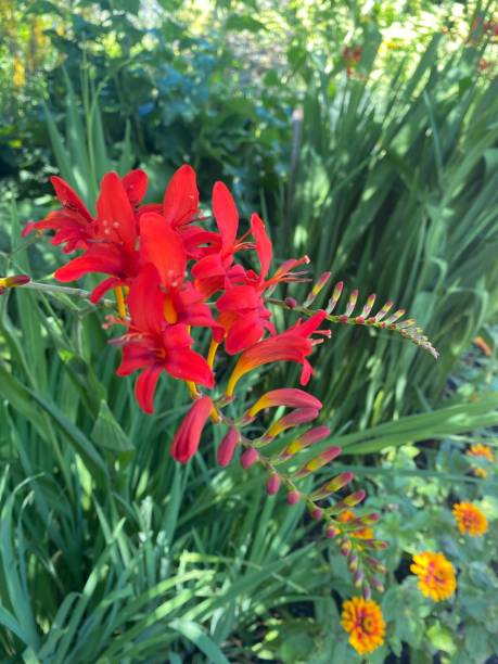 캐나다 브리티시 컬럼비아의 부차트 가든에서 붉은 꽃 - buchart gardens 뉴스 사진 이미지