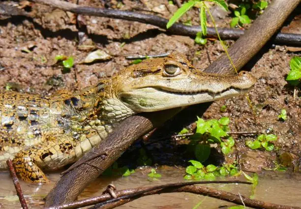 A Caimen sunning itself on the riverbank of the Amazon