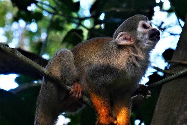 istock A monkey in the trees of Rio de Janeiro 1415029615