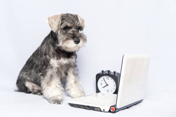 Miniature schnauzer dog sitting next to a laptop and clock on a light background, copy space. Dog student. Miniature schnauzer dog sitting next to a laptop and clock on a light background, copy space. Dog student. Back to school. 1st september concept grey miniature schnauzer stock pictures, royalty-free photos & images