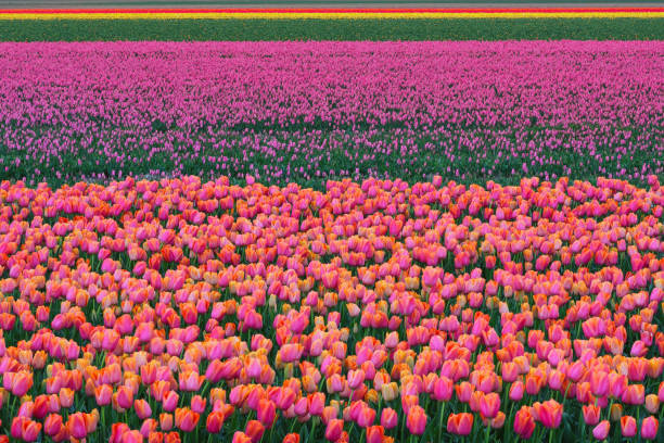 Large scale horticulture in South Holland