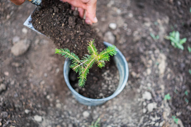 istock A gardener is planting a pine tree sapling in a pot 1415030107