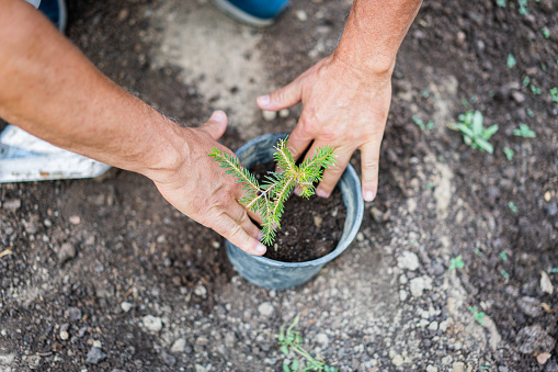 A gardener is planting Thuja occidentalis Smaragd or Emerald Green, Arborvitae saplings from pots into soil in the flowerbed, backyard of the house in autumn.
