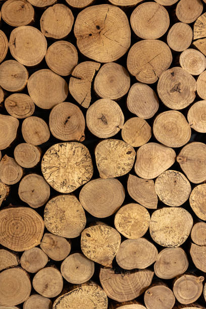 istock Wall of stacked wooden logs as background. 1415032188