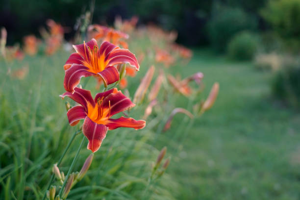 A picture of Hemerocallis fulva. Lily red flower