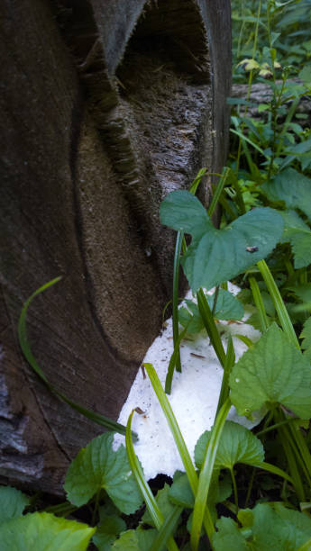 Mushroom and Plant with Bug stock photo