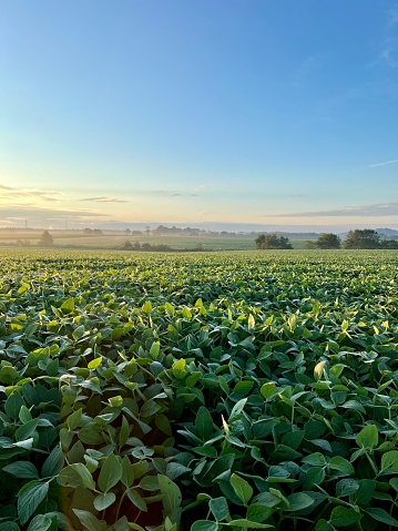Soybean field in Pennsylvania