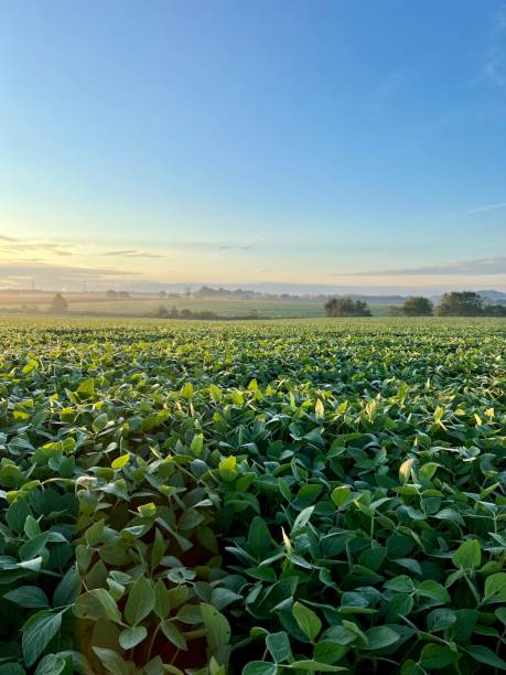 Soybean Field at Dawn stock photo