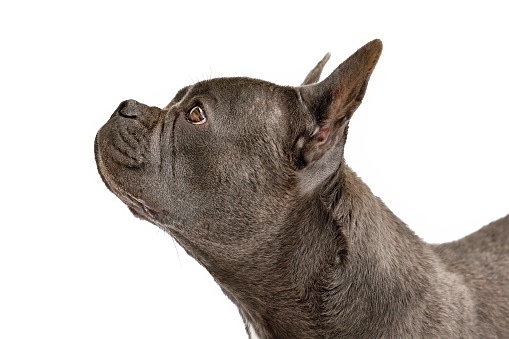 Side view of healthy brachycephalic black French Bulldog dog with long nose on white background