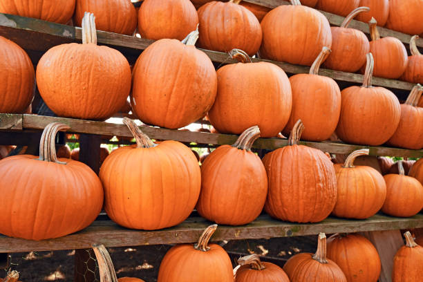 istock Many large Halloween 'Ghostride' pumpkins 1415034598