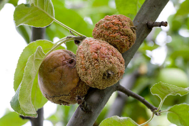 istock Apple moniliosis. The apples rot on the tree. 1415035223