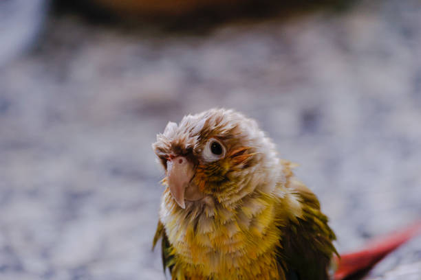 Colorful parrot taking a bath and splashing with water
