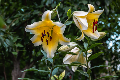 Two large yellow lily flowers growing in a summer garden. The flowering of a bright yellow fragrant lily on a sunny summer day. Close-up of the state and pistil of a yellow lily. Selective focus.