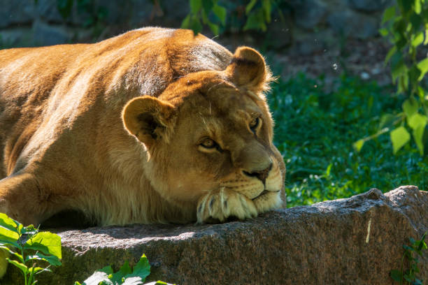 istock Dreamy lioness relaxing in the sun. 1415035469