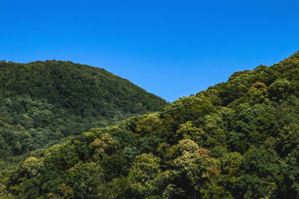 istock View of the mountains covered with dense green vegetation. 1415035550