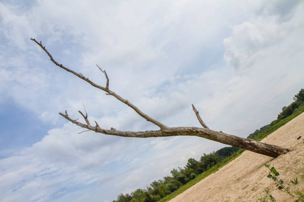 Single dead tree in the middle of a beach at a bank of the river Vistula, near Warsaw, Poland