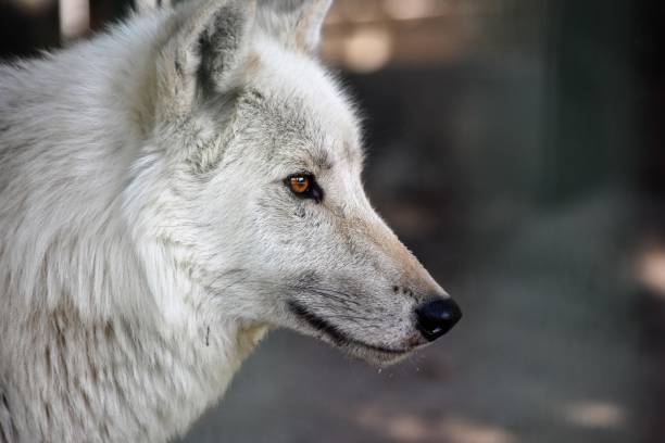 polar wolf in shades very peri trend color.