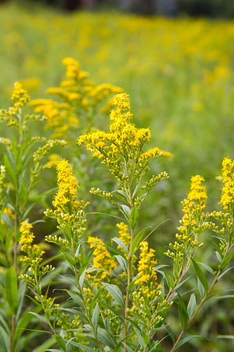 Solidago (goldenrods) plant starting to bloom in a meadow