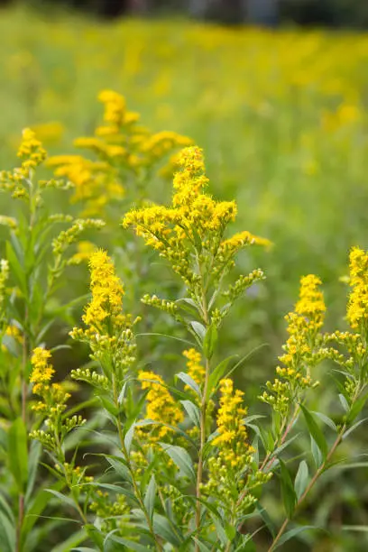Solidago (goldenrods) plant starting to bloom in a meadow