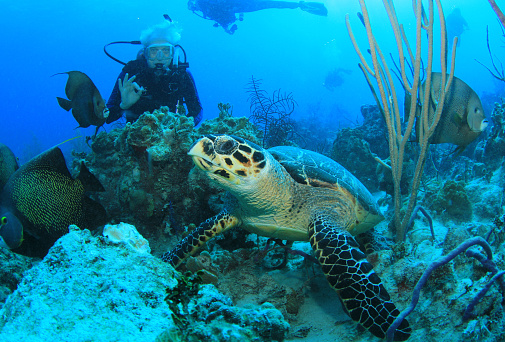 A small green turtle pays little attention to me as it seeks out colorful sponges for a snack. Grand Cayman.