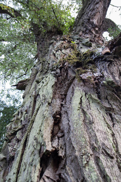 arbre vu vers le haut - bark elm tree oak tree wood photos et images de collection