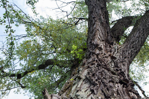 arbre vu vers le haut - bark elm tree oak tree wood photos et images de collection