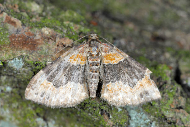 istock Unidentified Geometrid Moth, Geometridae. 1415037025