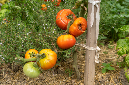 Tomato growing on domestic garden, some fruits are rotten because of pest or rain.