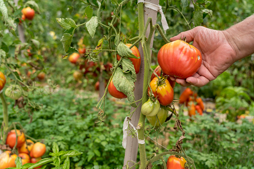 Tomato growing on domestic garden, male hand testing ripens of beautiful tomatoes.