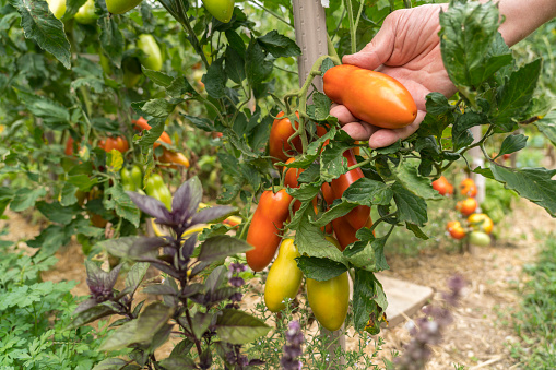 Tomato growing on domestic garden, male hand testing ripens of beautiful tomatoes,