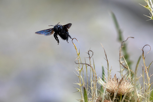 A Beewolves wasp quietly forages on flowers in summer.