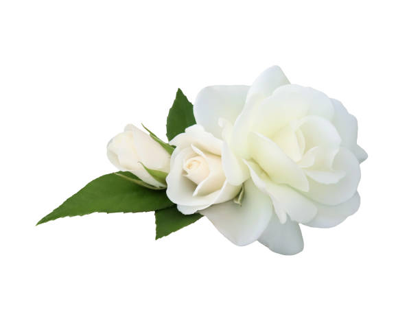 istock White rose flowers isolated on white background 1415040929