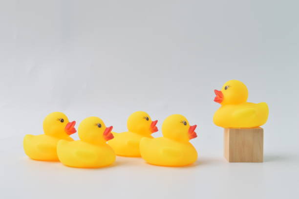 istock Duck leader standing in front of the group 1415040932