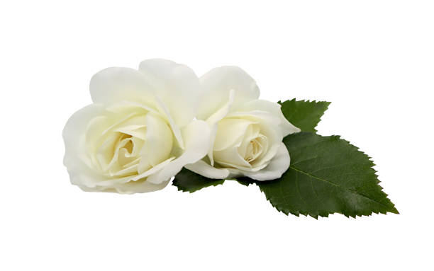 istock White rose flowers isolated on white background 1415040944