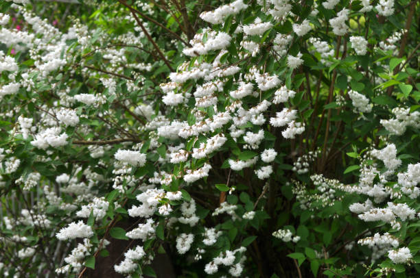 istock Deutzia blooms in nature 1415041291