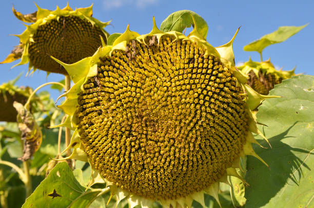 istock In the field ripens sunflower 1415041297