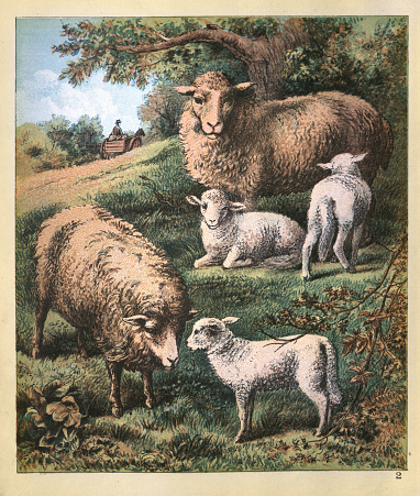 Vintage illustration Sheep and lambs on a Victorian farm, Field, agriculture, livestock, rural scene, 19th Century