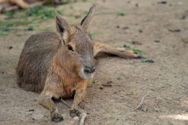 Patagonian mara resting on field, Dolichotis patagonum