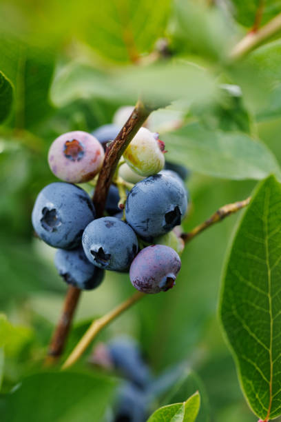istock Close-up view of blueberries on a bush 1415041764
