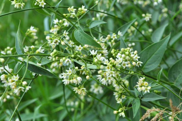 in primavera, vincetoxicum hirundinaria fiorisce nella foresta - antitoxin foto e immagini stock