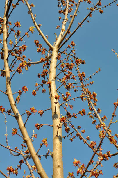 istock In nature, the maple (Acer negundo) blooms 1415042989