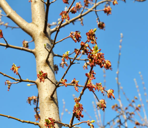 istock In nature, the maple (Acer negundo) blooms 1415042993
