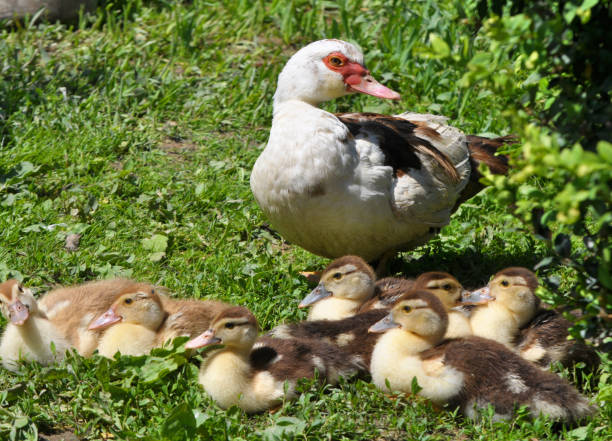 istock A female musk duck (Cairina moschata) with her young brood. 1415043011